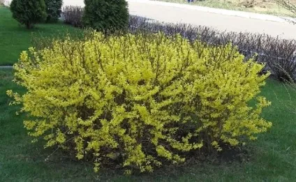 Форзиція - посадка і догляд, розмноження, опис сортів (опис) Форзиція - посадка і догляд, розмноження, опис сортів
