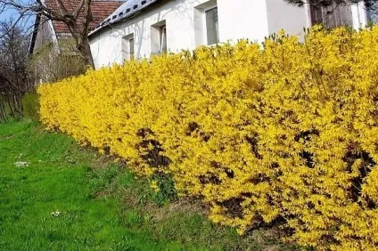 Форзиція - посадка і догляд, розмноження, опис сортів (посадка) Форзиція - посадка і догляд, розмноження, опис сортів