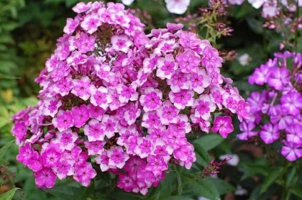 Флокси багаторічні посадка і догляд, фото в саду і на клумбі (флокси) Флокси багаторічні посадка і догляд, фото в саду і на клумбі