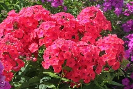 Флокси багаторічні посадка і догляд, фото в саду і на клумбі (флокси) Флокси багаторічні посадка і догляд, фото в саду і на клумбі