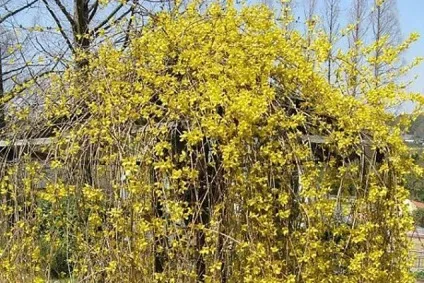 Форзиція - посадка і догляд, розмноження, опис сортів (форзиція) Форзиція - посадка і догляд, розмноження, опис сортів