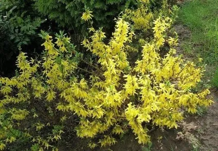 Форзиція - посадка і догляд, розмноження, опис сортів (сортів) Форзиція - посадка і догляд, розмноження, опис сортів