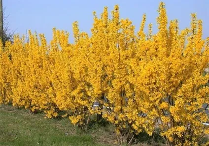 Форзиція - посадка і догляд, розмноження, опис сортів (сортів) Форзиція - посадка і догляд, розмноження, опис сортів
