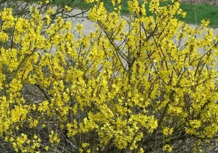 Форзиція - посадка і догляд, розмноження, опис сортів (посадка) Форзиція - посадка і догляд, розмноження, опис сортів