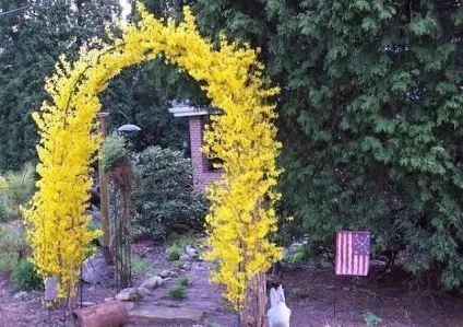 Форзиція - посадка і догляд, розмноження, опис сортів (сортів) Форзиція - посадка і догляд, розмноження, опис сортів