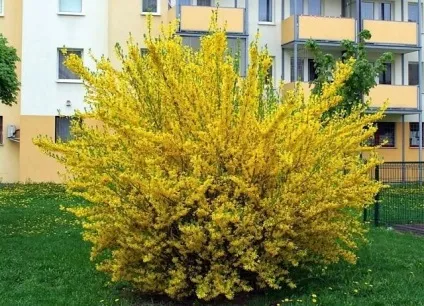 Форзиція - посадка і догляд, розмноження, опис сортів (догляд) Форзиція - посадка і догляд, розмноження, опис сортів