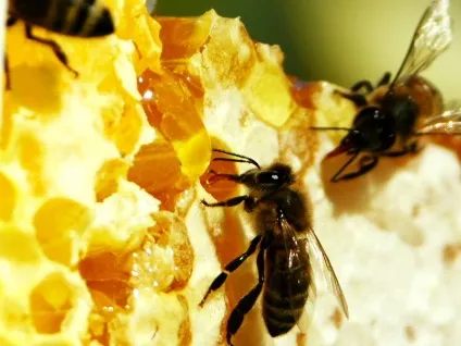 Форевер маточне молочко (forever royal jelly), корисні властивості алое вера (royal) Форевер маточне молочко (forever royal jelly), корисні властивості алое вера