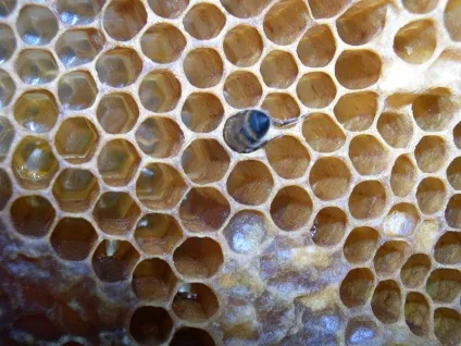 Форевер маточне молочко (forever royal jelly), корисні властивості алое вера (forever) Форевер маточне молочко (forever royal jelly), корисні властивості алое вера