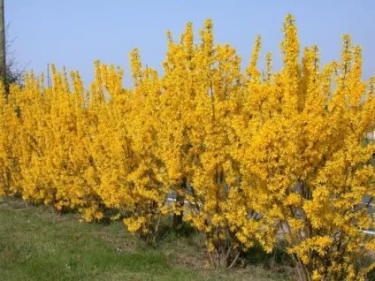 Форзиція середня вирощування і грамотний догляд (дерева та кущі) Форзиція середня вирощування і грамотний догляд