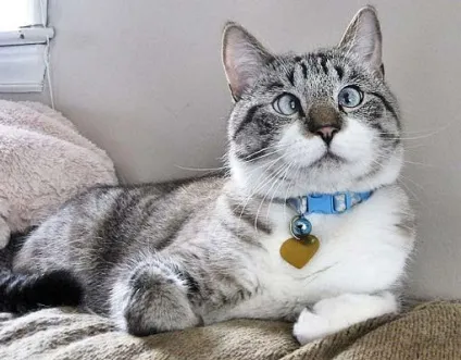 Фото косоокої кішки, яка підірвала інтернет - муркоте про кішок і котів