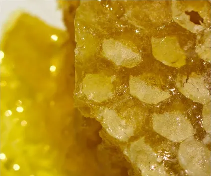 Форевер маточне молочко (forever royal jelly), корисні властивості алое вера (алое вера) Форевер маточне молочко (forever royal jelly), корисні властивості алое вера