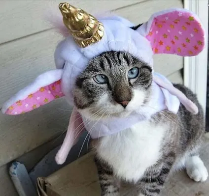Фото косоокої кішки, яка підірвала інтернет - муркоте про кішок і котів