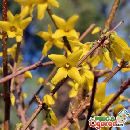 Форзиція фото, опис, популярні сорти, посадка, догляд і розмноження (сорти) Форзиція фото, опис, популярні сорти, посадка, догляд і розмноження