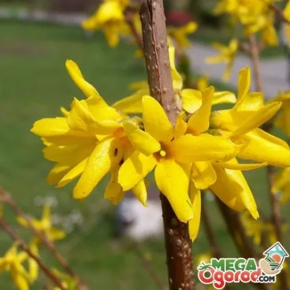 Форзиція фото, опис, популярні сорти, посадка, догляд і розмноження (популярні) Форзиція фото, опис, популярні сорти, посадка, догляд і розмноження