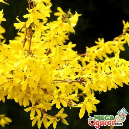 Форзиція фото, опис, популярні сорти, посадка, догляд і розмноження (форзиція) Форзиція фото, опис, популярні сорти, посадка, догляд і розмноження