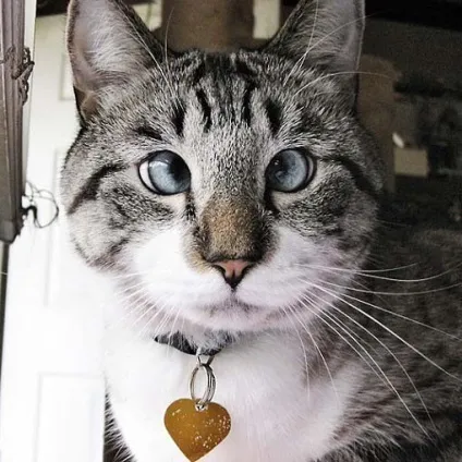 Фото косоокої кішки, яка підірвала інтернет - муркоте про кішок і котів
