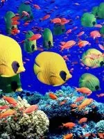 Бурі водорості в акваріумі