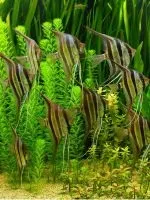 Бурі водорості в акваріумі