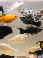 Бурі водорості в акваріумі