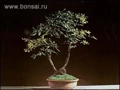 Бонсаї - таємниця і чарівність сходу (таємниця) Бонсаї - таємниця і чарівність сходу