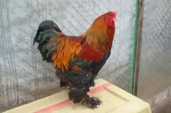 Брама куропатчатая опис породи курей з фото (відео) (породи) Брама куропатчатая опис породи курей з фото (відео)