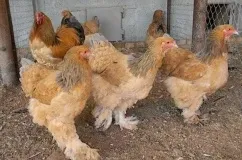 Брама куропатчатая опис породи курей з фото (відео) (брама) Брама куропатчатая опис породи курей з фото (відео)