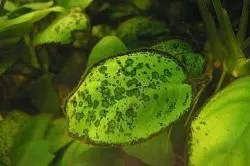 Бурі водорості в акваріумі