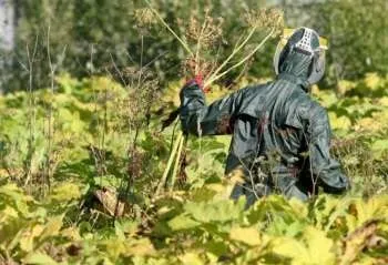 Борщівник - опис з фото рослини; його види та властивості, користь і шкода (борщівник) Борщівник - опис з фото рослини; його види та властивості, користь і шкода