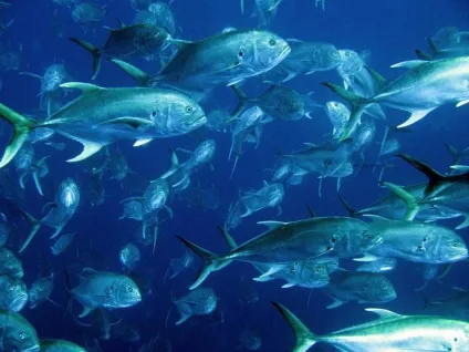 Велика (велика) синя діра або great blue hole в Белізі; блакитна діра в Дахабі (Єгипет); блакитна