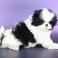 Чим годувати японського хіна, decordog (їсть японський хін) Чим годувати японського хіна, decordog