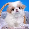 Чим годувати японського хіна, decordog (давати японський хін) Чим годувати японського хіна, decordog