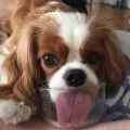 Чим годувати японського хіна, decordog (сухі корми японського хіна) Чим годувати японського хіна, decordog