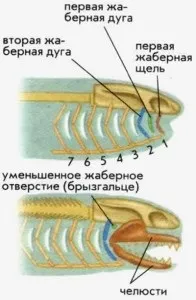 Щелепні риби, юрський період (період) Щелепні риби, юрський період