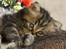 Чим годувати кошеня, 3 місяці