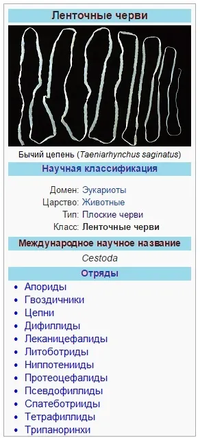Цестоди (стрічкові черв'яки) будова, життєвий цикл, симптоми, лікування