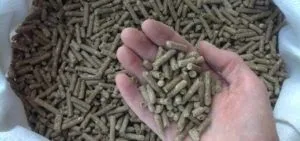 Чим годувати диких качок на ставку, в парку, в домашніх умовах (годувати) Чим годувати диких качок на ставку, в парку, в домашніх умовах