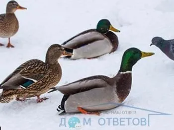 Чим годувати качок в парку - відповіді і поради на твої питання (задати питання) Чим годувати качок в парку - відповіді і поради на твої питання