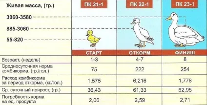 Чим годувати диких качок на ставку, в парку, в домашніх умовах (годувати) Чим годувати диких качок на ставку, в парку, в домашніх умовах
