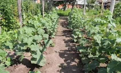 Чим підгодувати огірки в грунті, щоб збільшити урожай в 2 рази, на грядці () (огірки) Чим підгодувати огірки в грунті, щоб збільшити урожай в 2 рази, на грядці ()