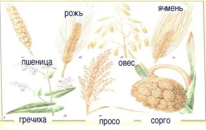 Чим годувати диких качок на ставку, в парку, в домашніх умовах (диких) Чим годувати диких качок на ставку, в парку, в домашніх умовах