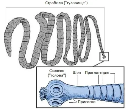 Цестоди (стрічкові черв'яки) будова, життєвий цикл, симптоми, лікування