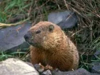 Черношапочний бабак (marmota camtschatica) черношапочний бабак, бабаки, чисельність, зовнішній вигляд,