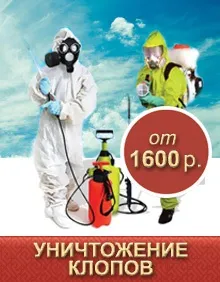 Що робити, якщо миші гризуть пінопласт