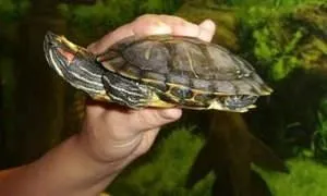 Черепаха в домашніх умовах, тонна рад (черепаха) Черепаха в домашніх умовах, тонна рад
