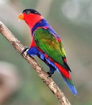 Черношапочний лорі lorius lory черношапочний лорі біологія, екологія, розмноження, поведінку,