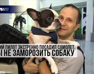 Що робити, якщо кішка вас не любить, котики і няшки (любов) Що робити, якщо кішка вас не любить, котики і няшки