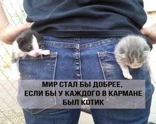 Що робити, якщо кішка вас не любить, котики і няшки (цікаві факти) Що робити, якщо кішка вас не любить, котики і няшки