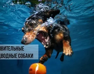 Що робити, якщо кішка вас не любить, котики і няшки (робити) Що робити, якщо кішка вас не любить, котики і няшки
