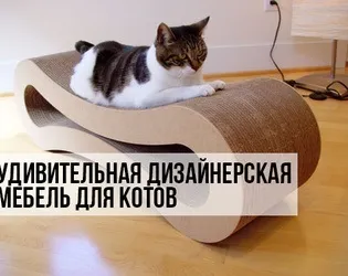 Що робити, якщо кішка вас не любить, котики і няшки (котики) Що робити, якщо кішка вас не любить, котики і няшки