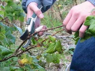 Чорна смородина фото і опис, як розмножити і як доглядати за чорною смородиною (смородина) Чорна смородина фото і опис, як розмножити і як доглядати за чорною смородиною